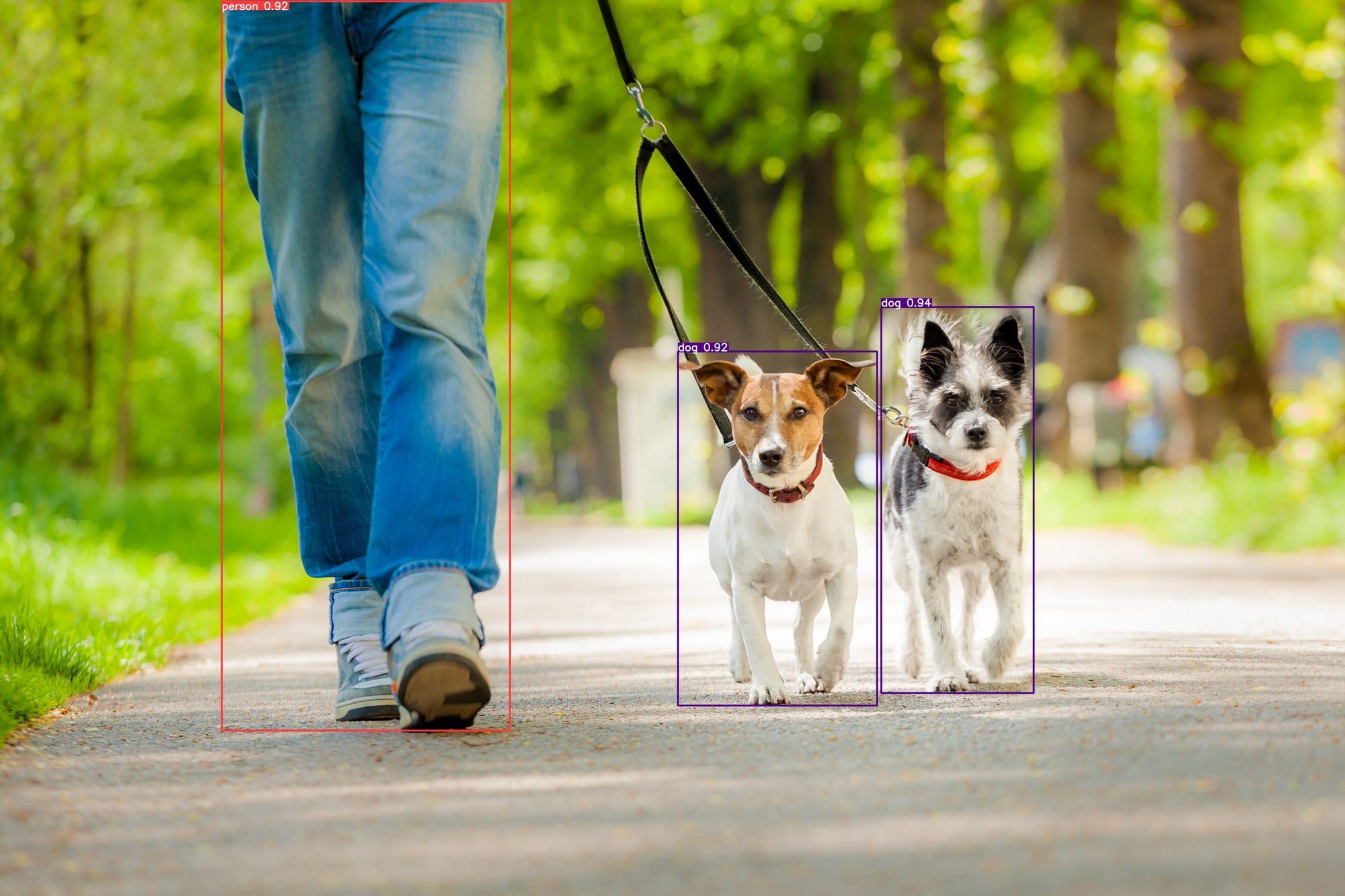 yolo on two dogs being walked